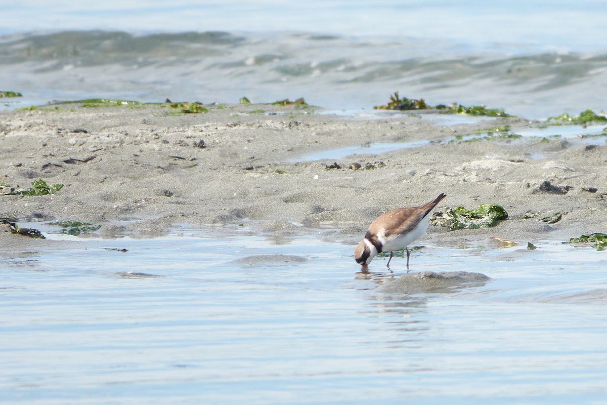 Semipalmated Plover - Lauren Buckley