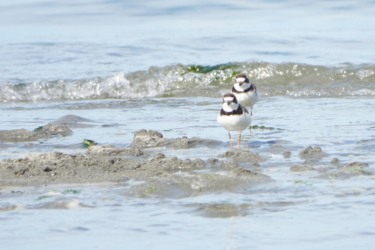 Semipalmated Plover - Lauren Buckley