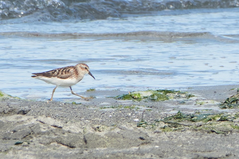 Least Sandpiper - Lauren Buckley