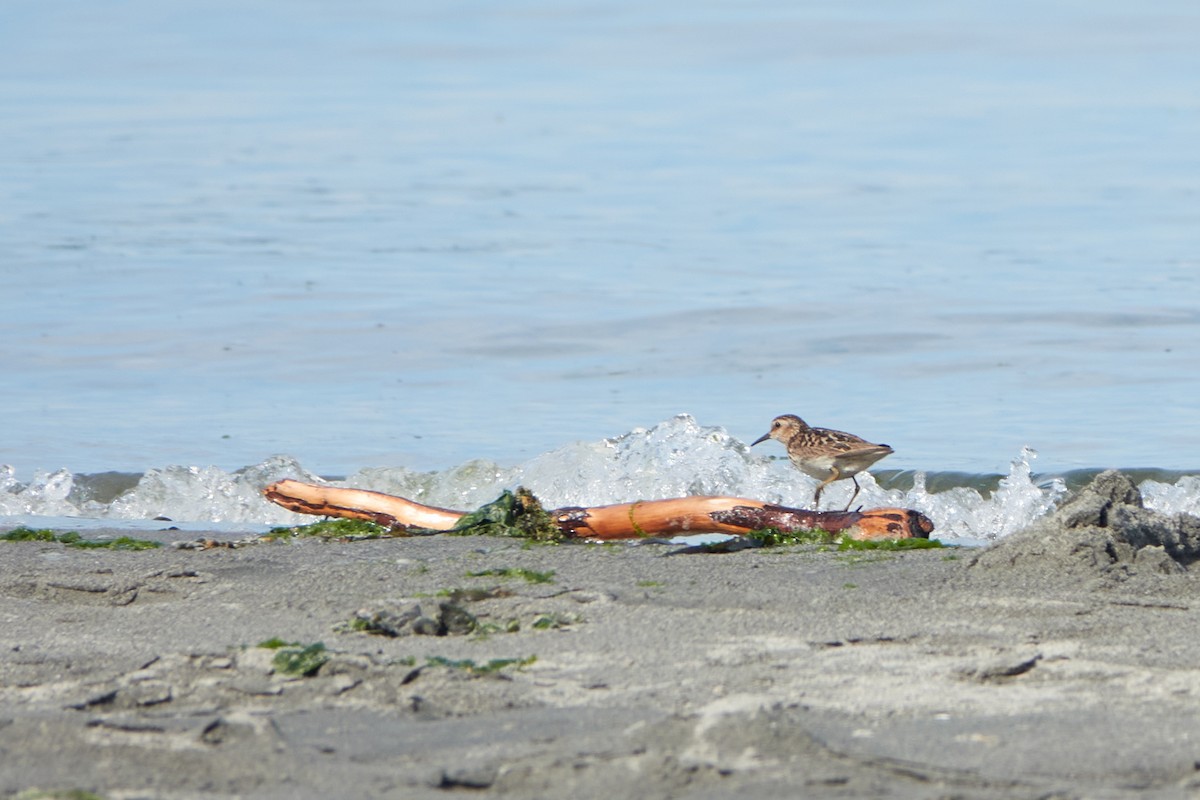 Least Sandpiper - Lauren Buckley