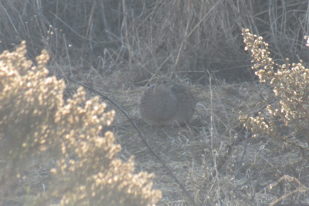 Chilean Tinamou - ML474512031