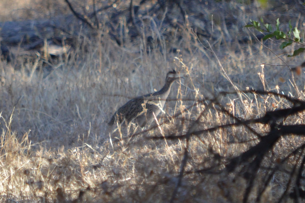 Chilean Tinamou - ML474512071