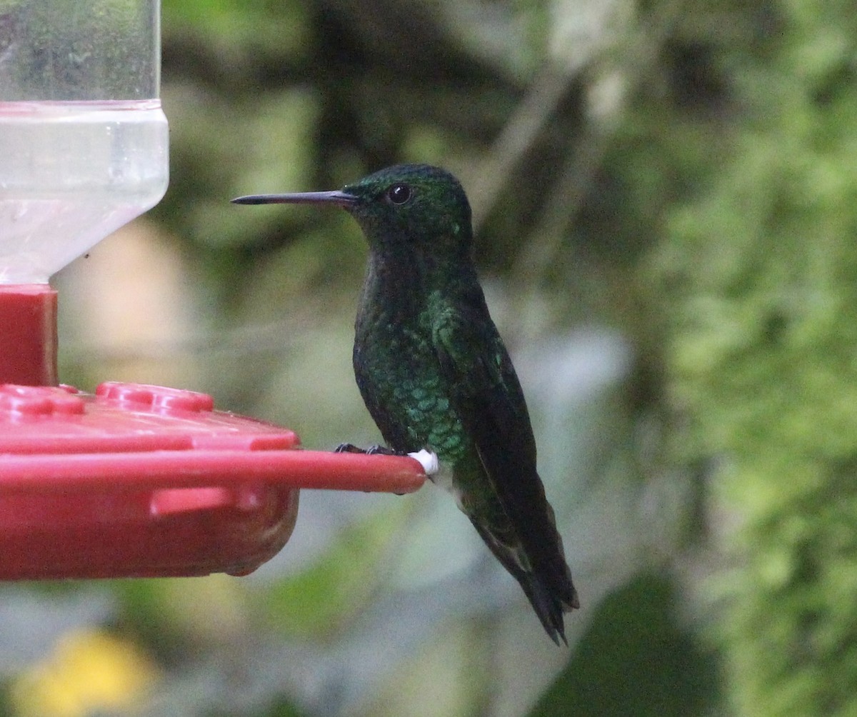 Steely-vented Hummingbird - ML474513051