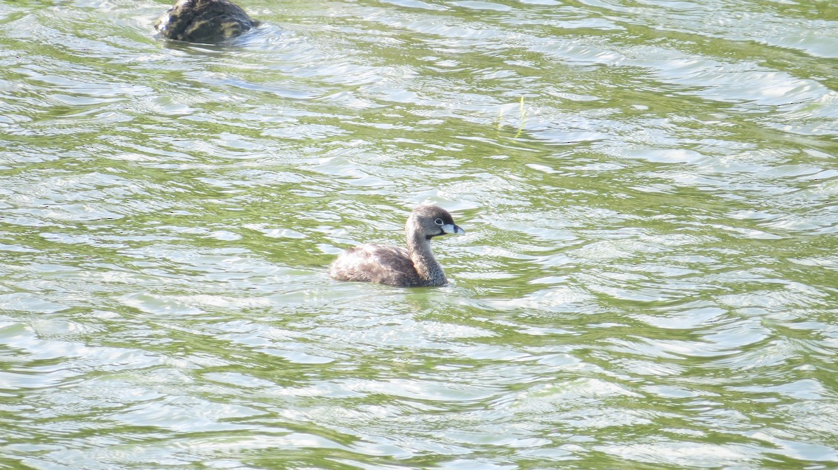 Pied-billed Grebe - ML474515341