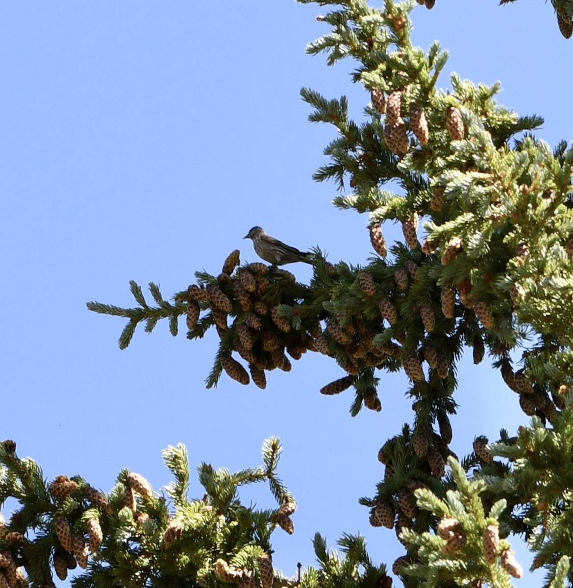 Pine Siskin - ML474517001