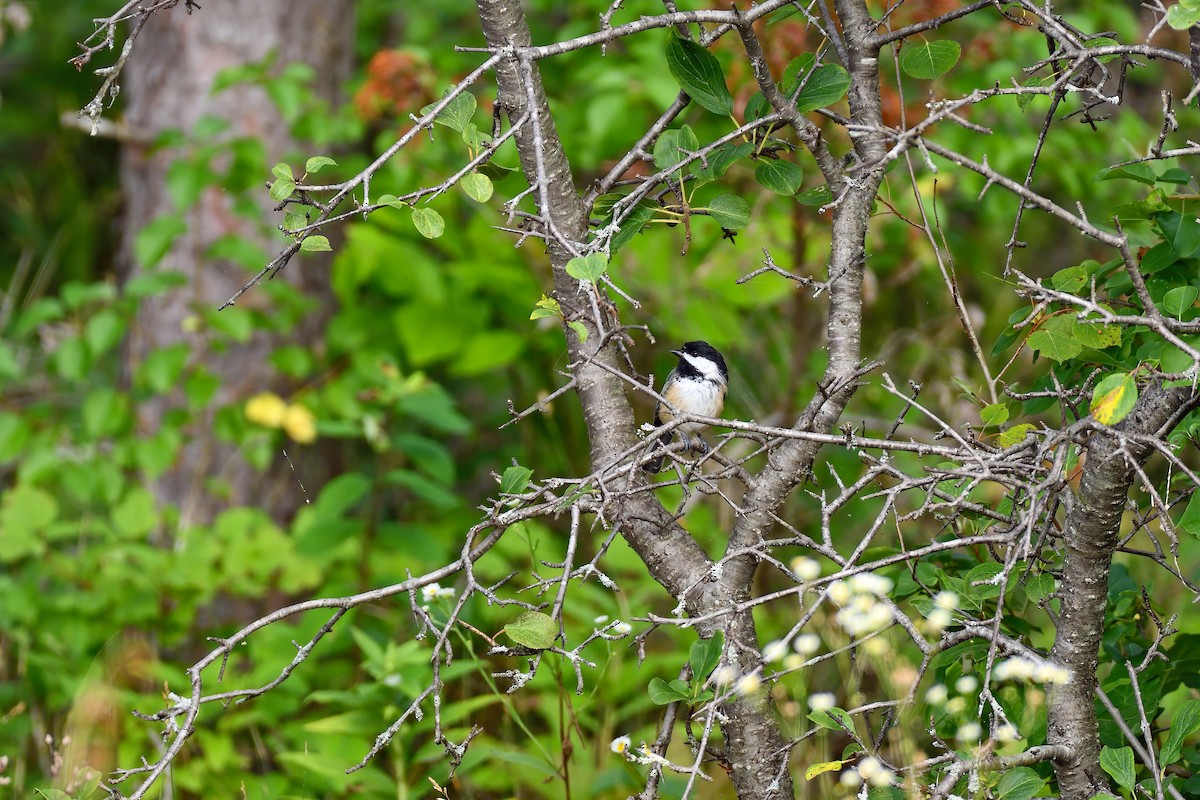 Black-capped Chickadee - ML474517071