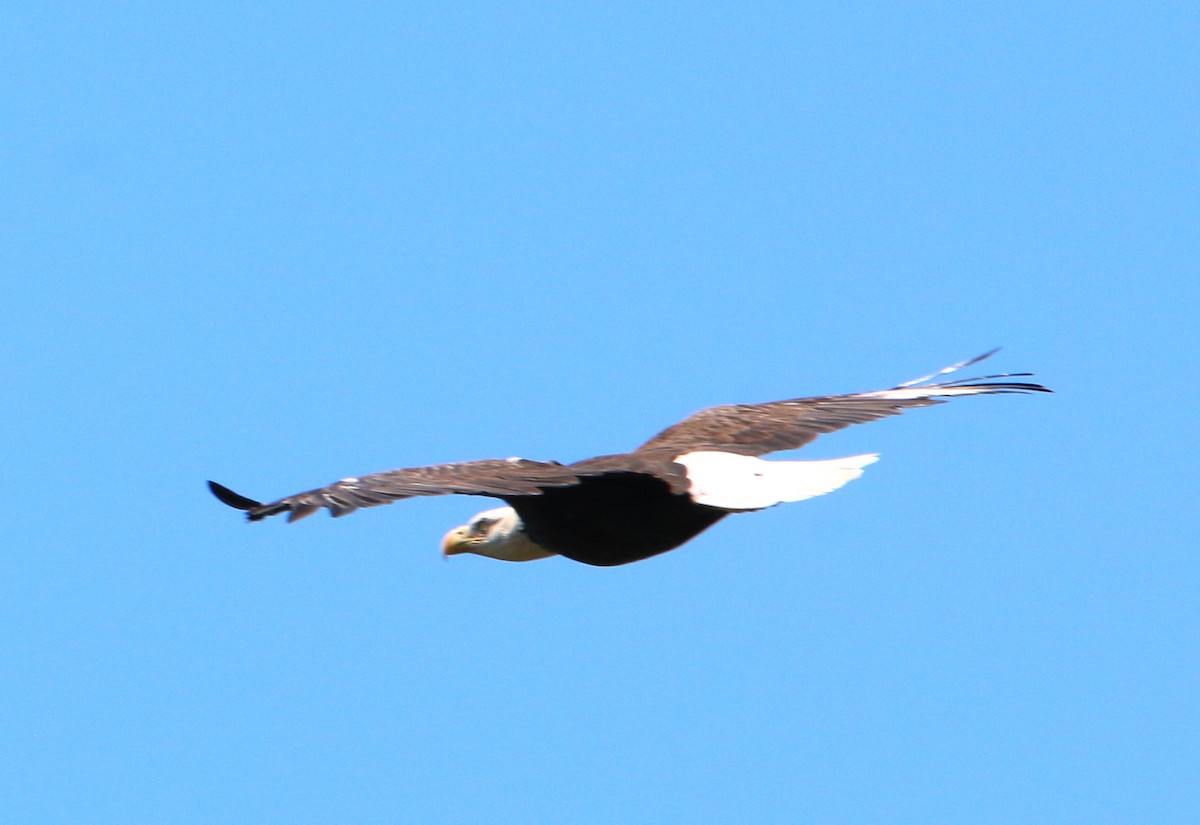 Bald Eagle - ML474517561