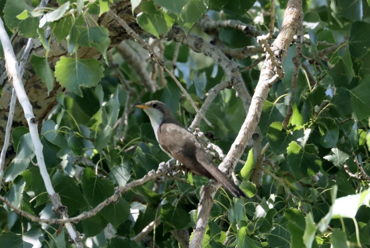Yellow-billed Cuckoo - ML474519791