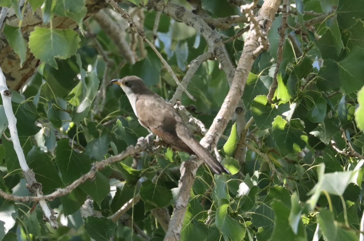 Yellow-billed Cuckoo - ML474519991