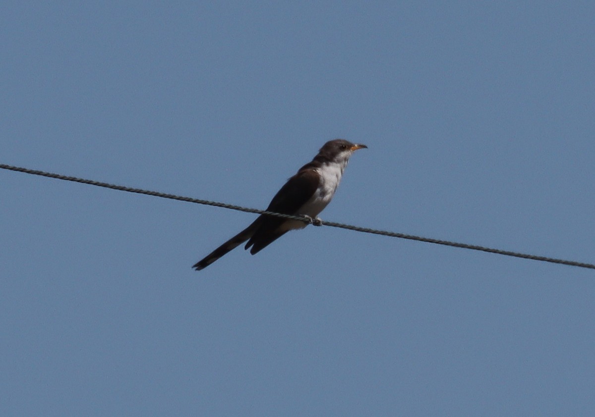 Yellow-billed Cuckoo - ML474520101