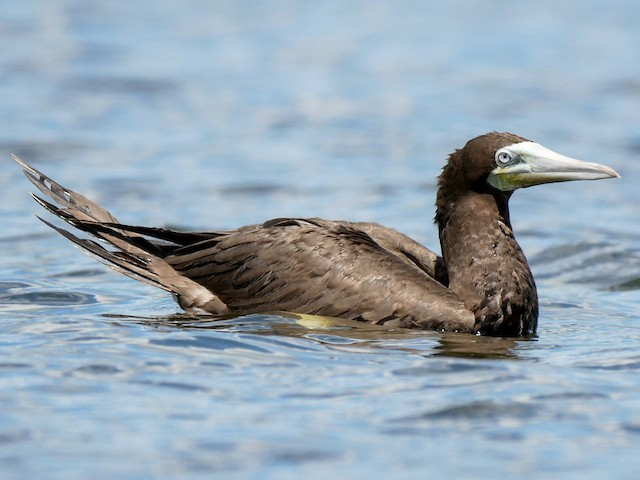 2022 Wisconsin eBird Year in Review - eBird Wisconsin