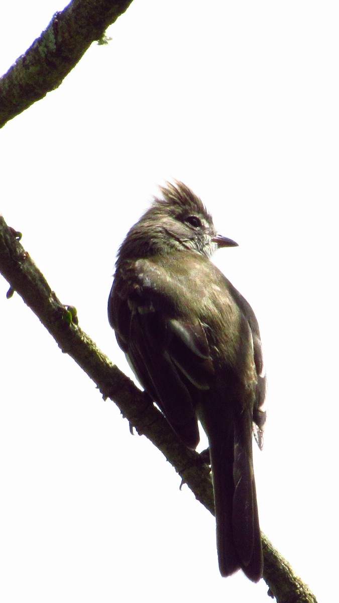 Yellow-bellied Elaenia - Nicolás Saavedra Peña