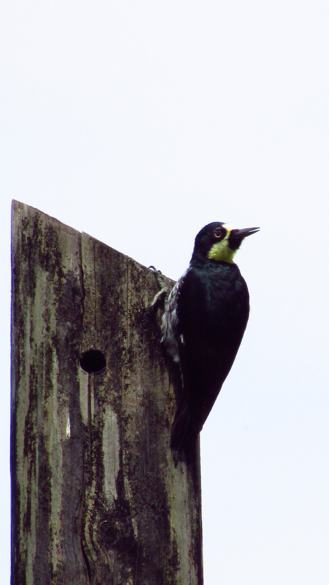 Acorn Woodpecker - ML474522651