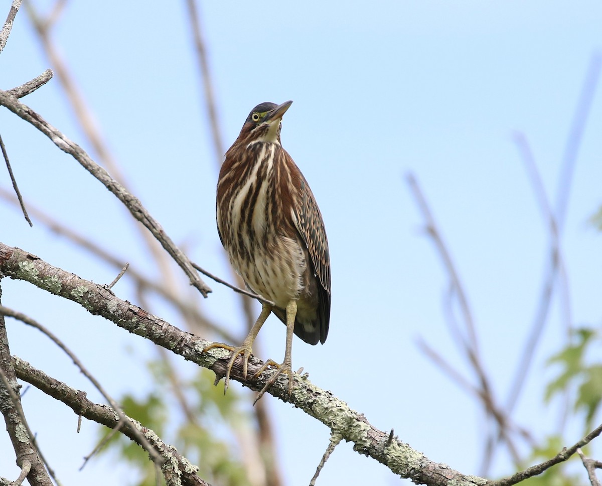 Green Heron - ML474523111