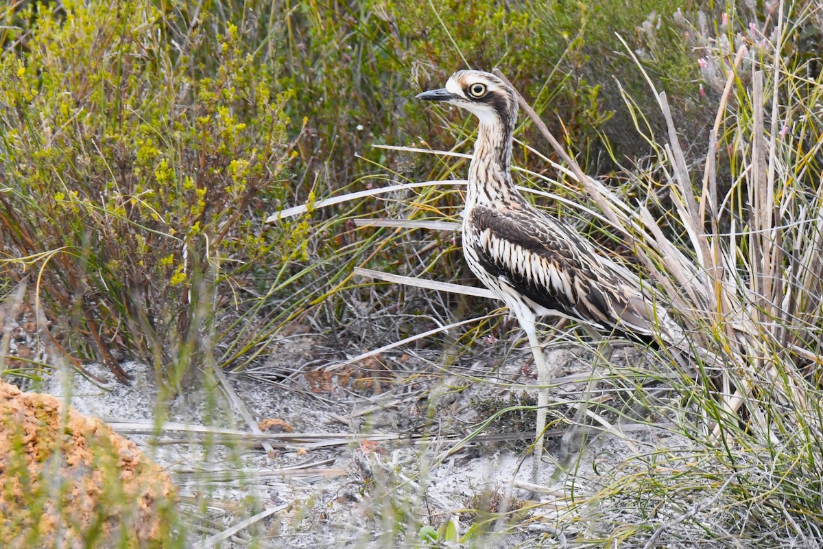 Bush Thick-knee - ML474523171