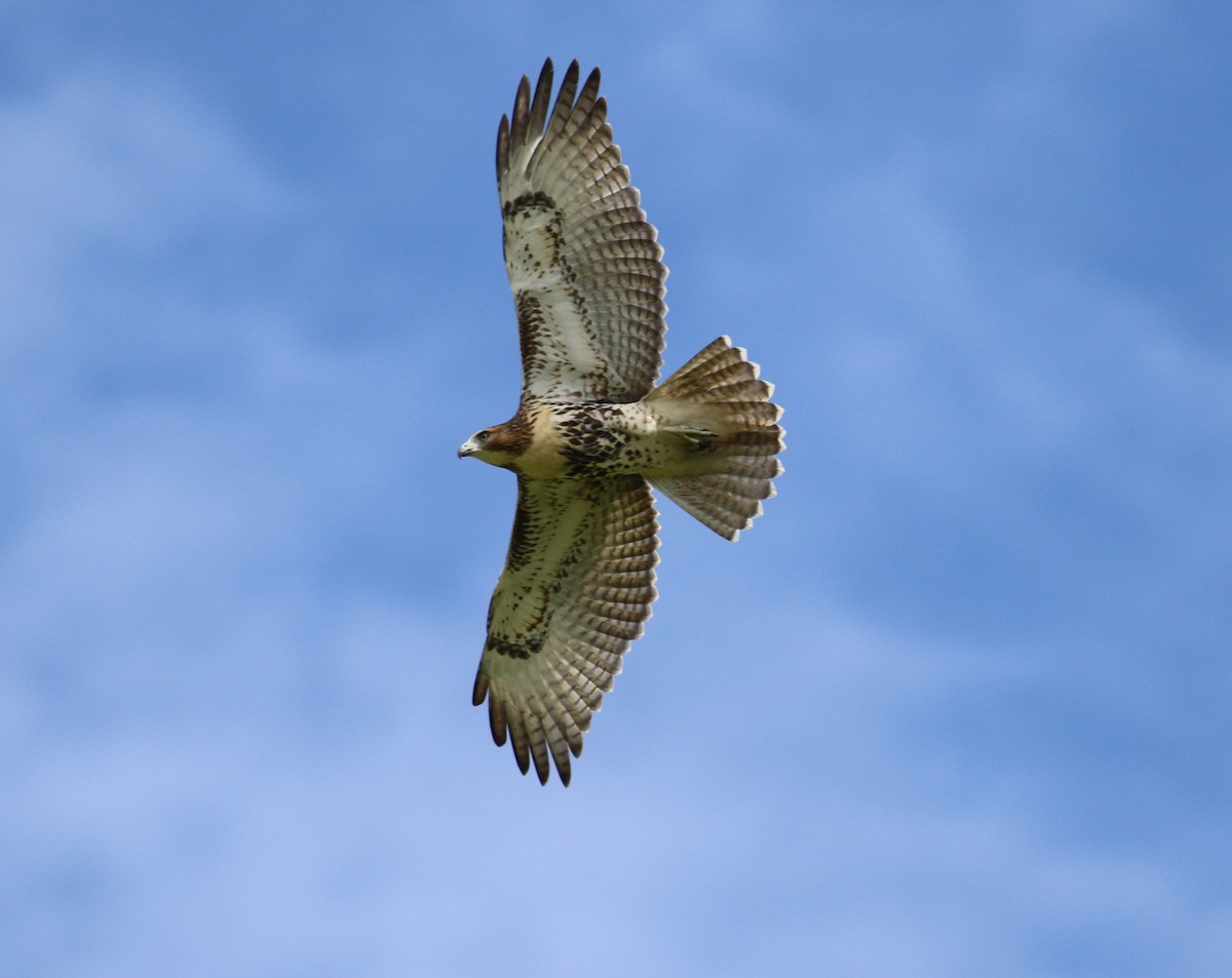 Red-tailed Hawk - ML474523181
