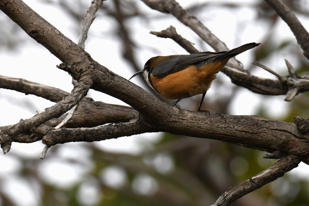 Eastern Spinebill - ML474523241