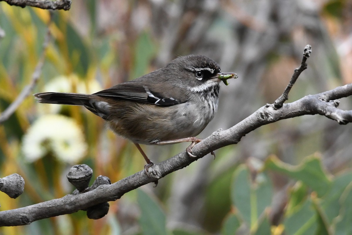 Spotted Scrubwren - Trevor Ross