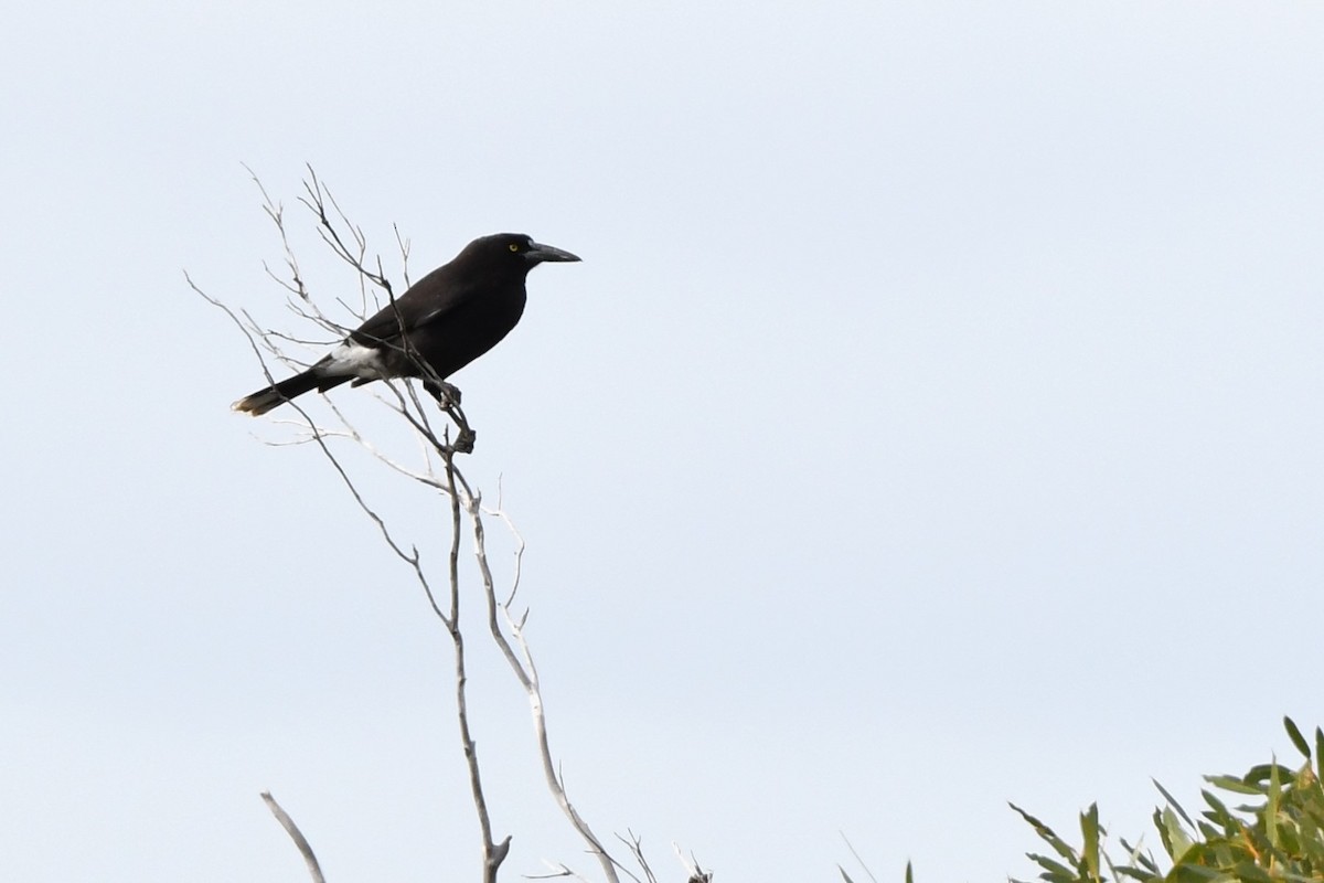 Gray Currawong (Kangaroo I.) - ML474523451