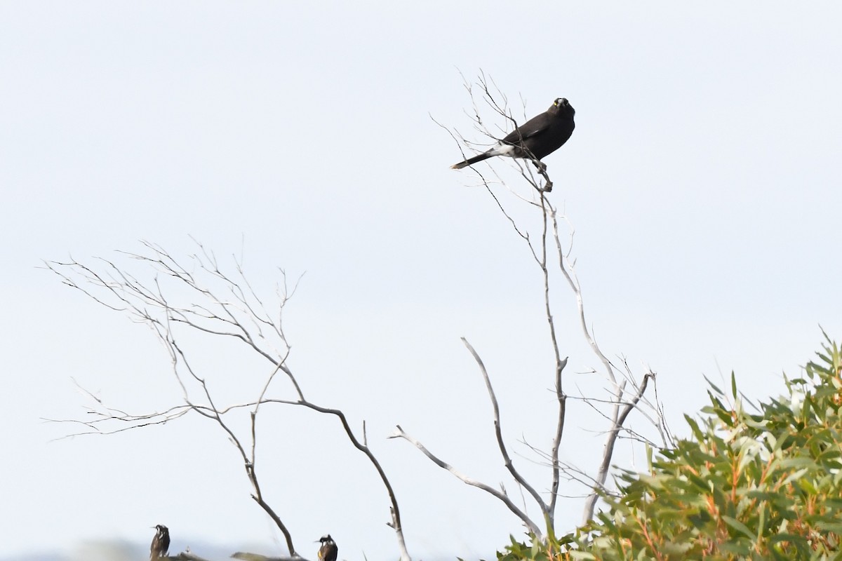 Gray Currawong (Kangaroo I.) - ML474523471