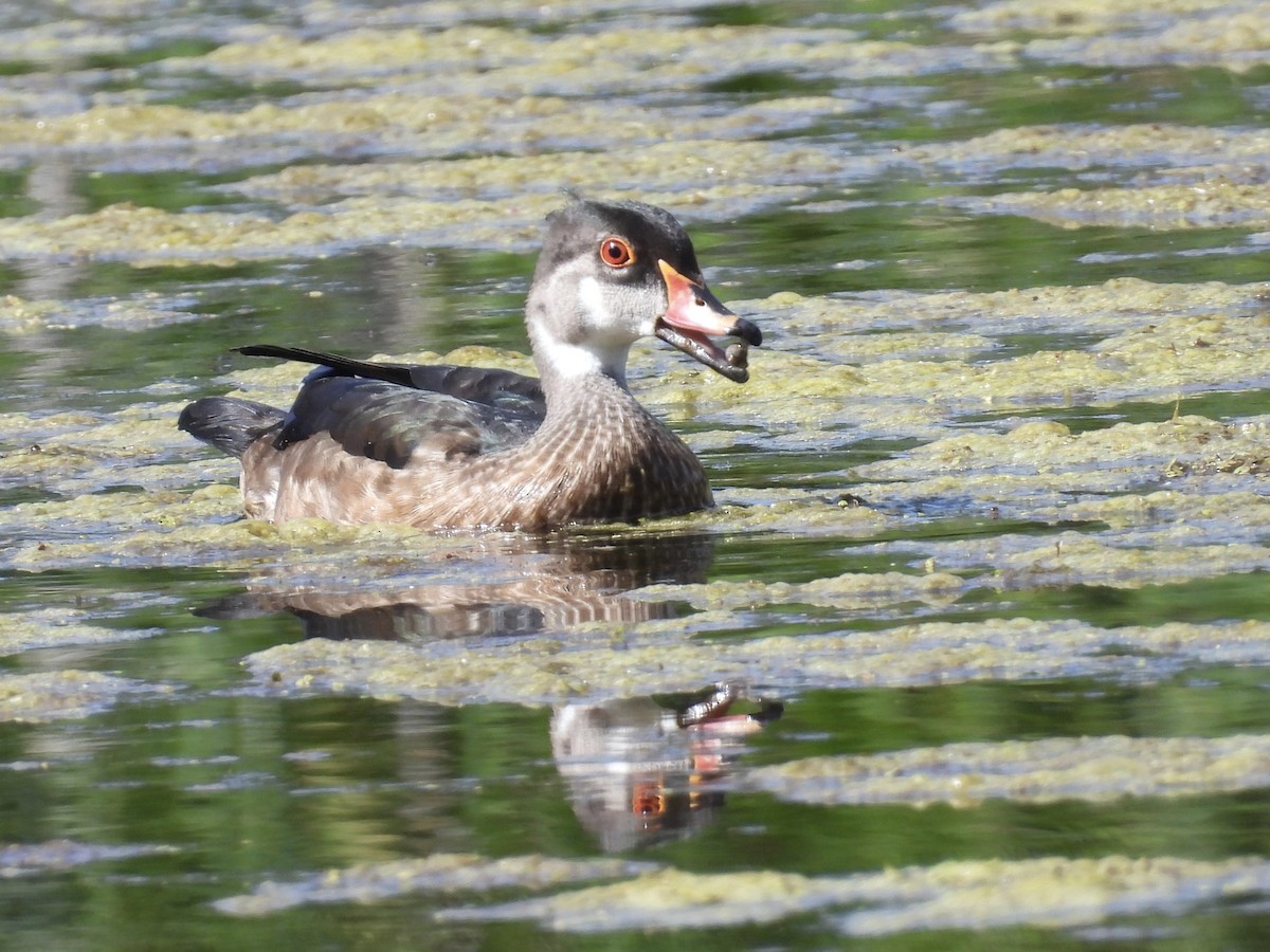 Wood Duck - ML474524141