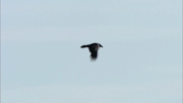 Common Raven - ML474525