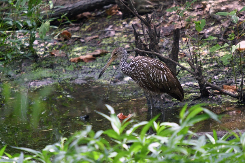 Limpkin (Speckled) - Red Slough WMA Survey