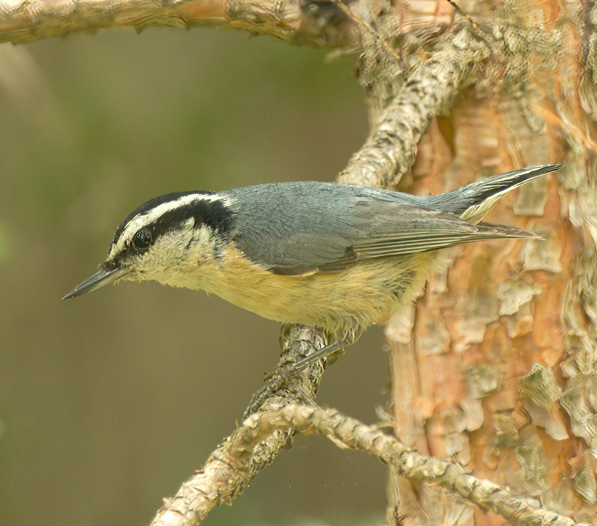 Red-breasted Nuthatch - ML474526261