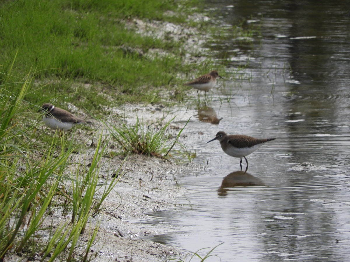 Semipalmated Plover - ML474527571