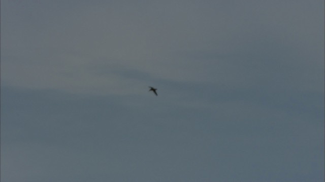 Black-tailed Godwit (melanuroides) - ML474528