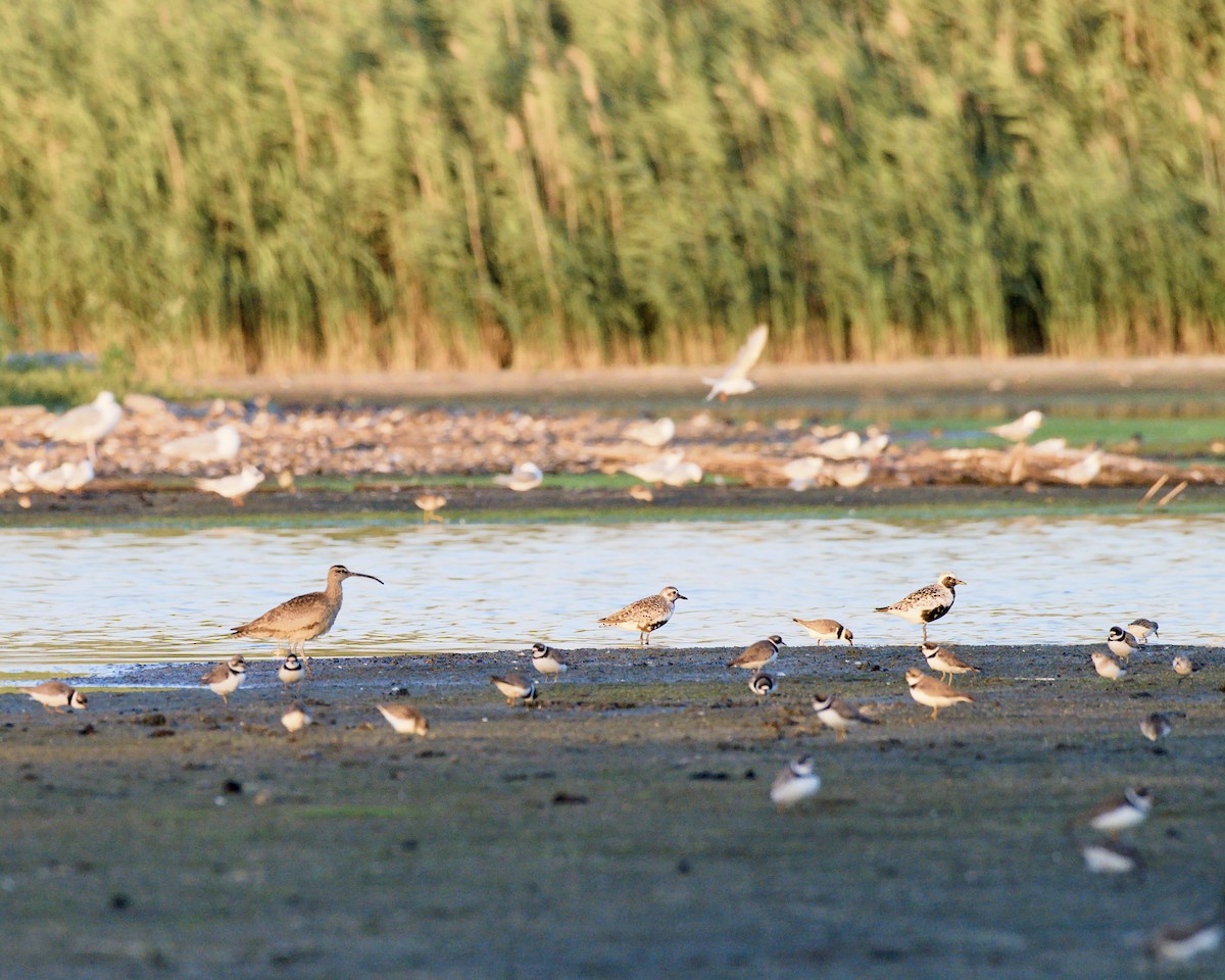 Whimbrel (Hudsonian) - ML474529301