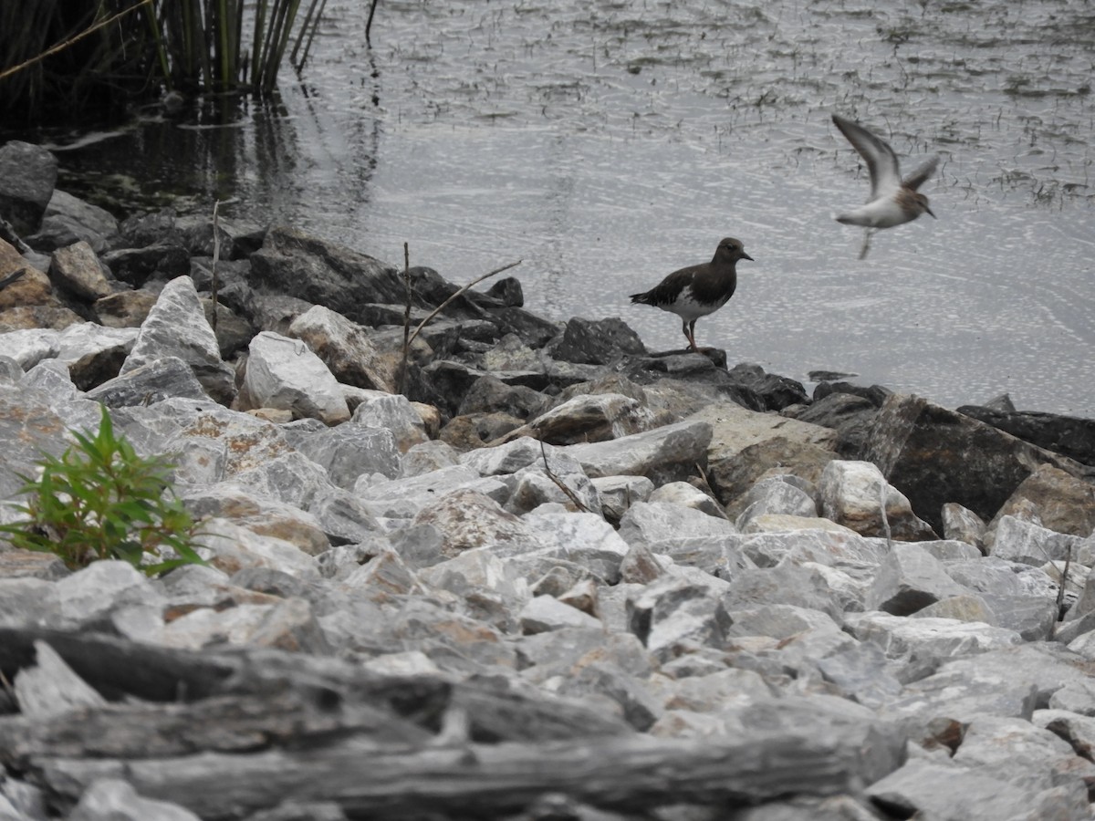 Black Turnstone - ML474529351