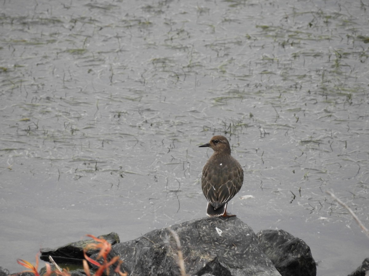 Black Turnstone - ML474529371