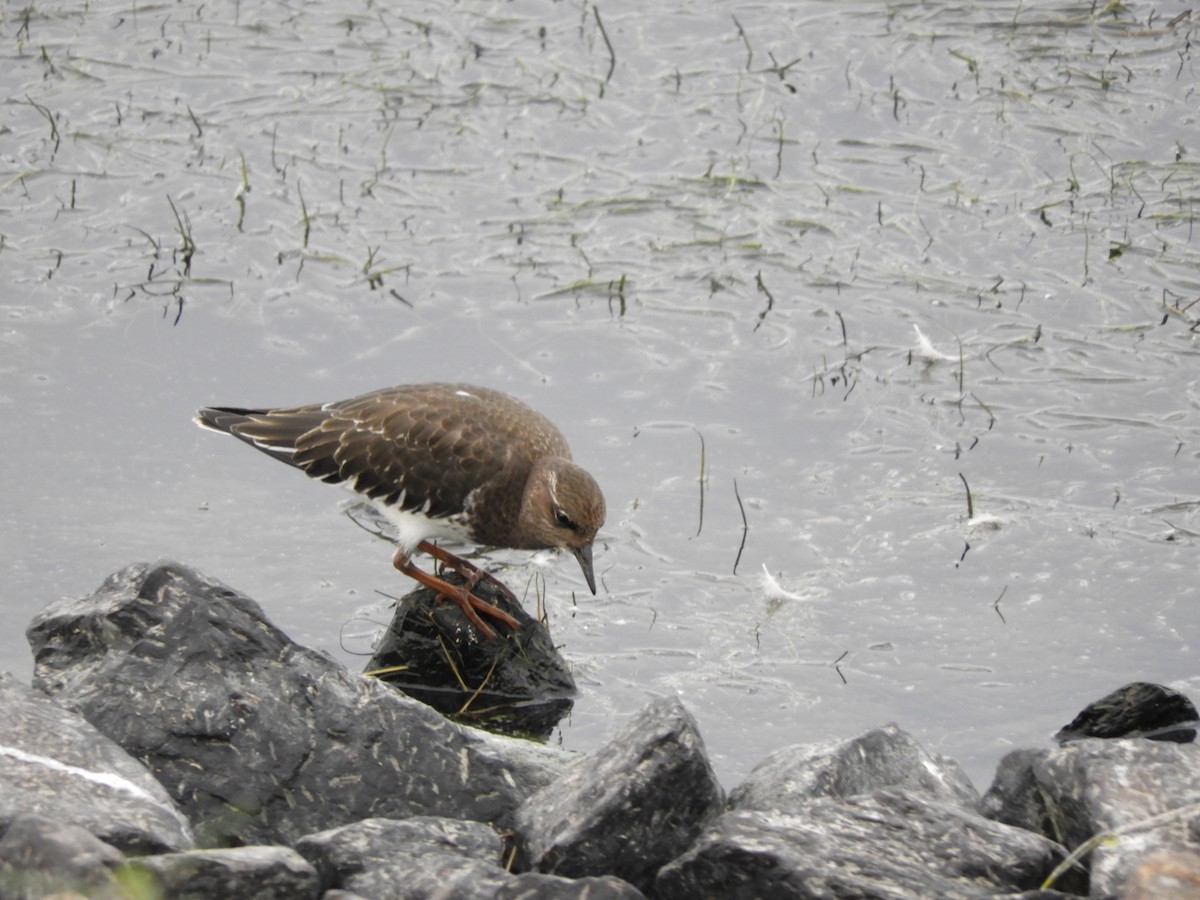 Black Turnstone - ML474529391