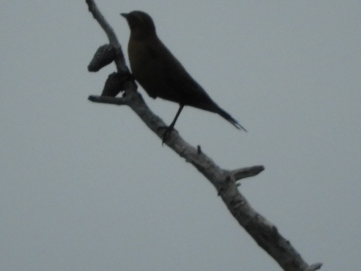 blackbird sp. - ML474529521