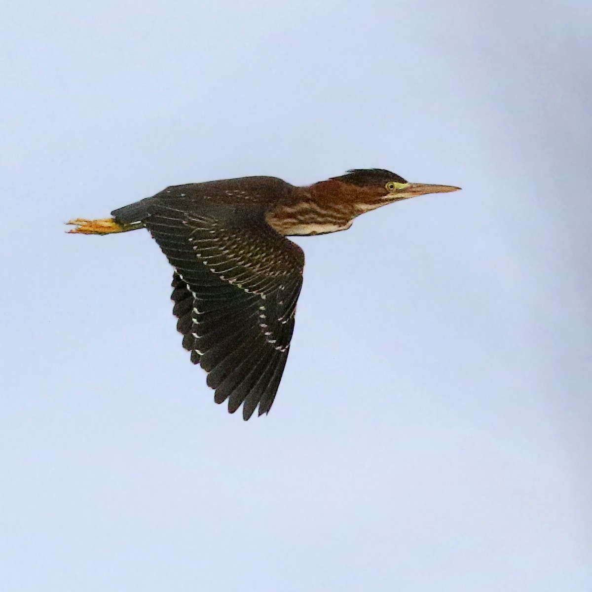 Green Heron - ML474530201