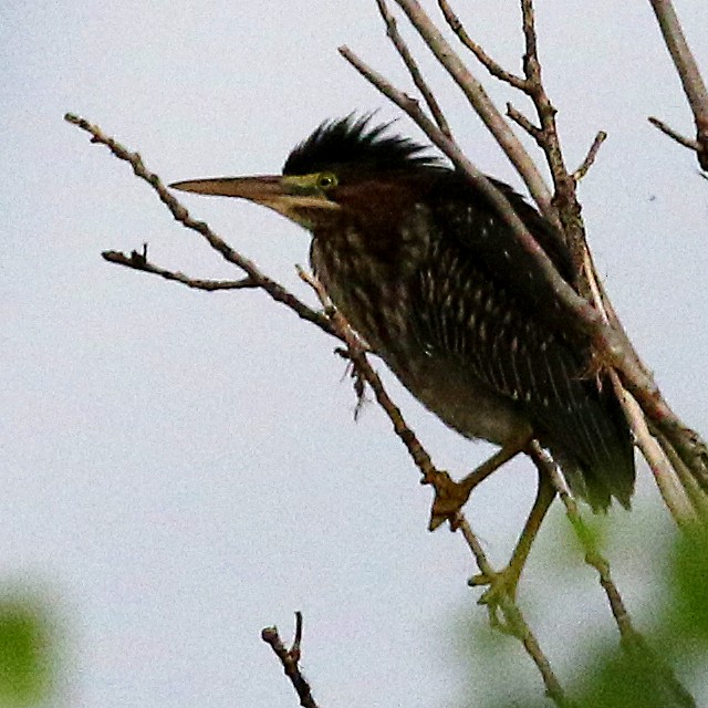 Green Heron - ML474530531