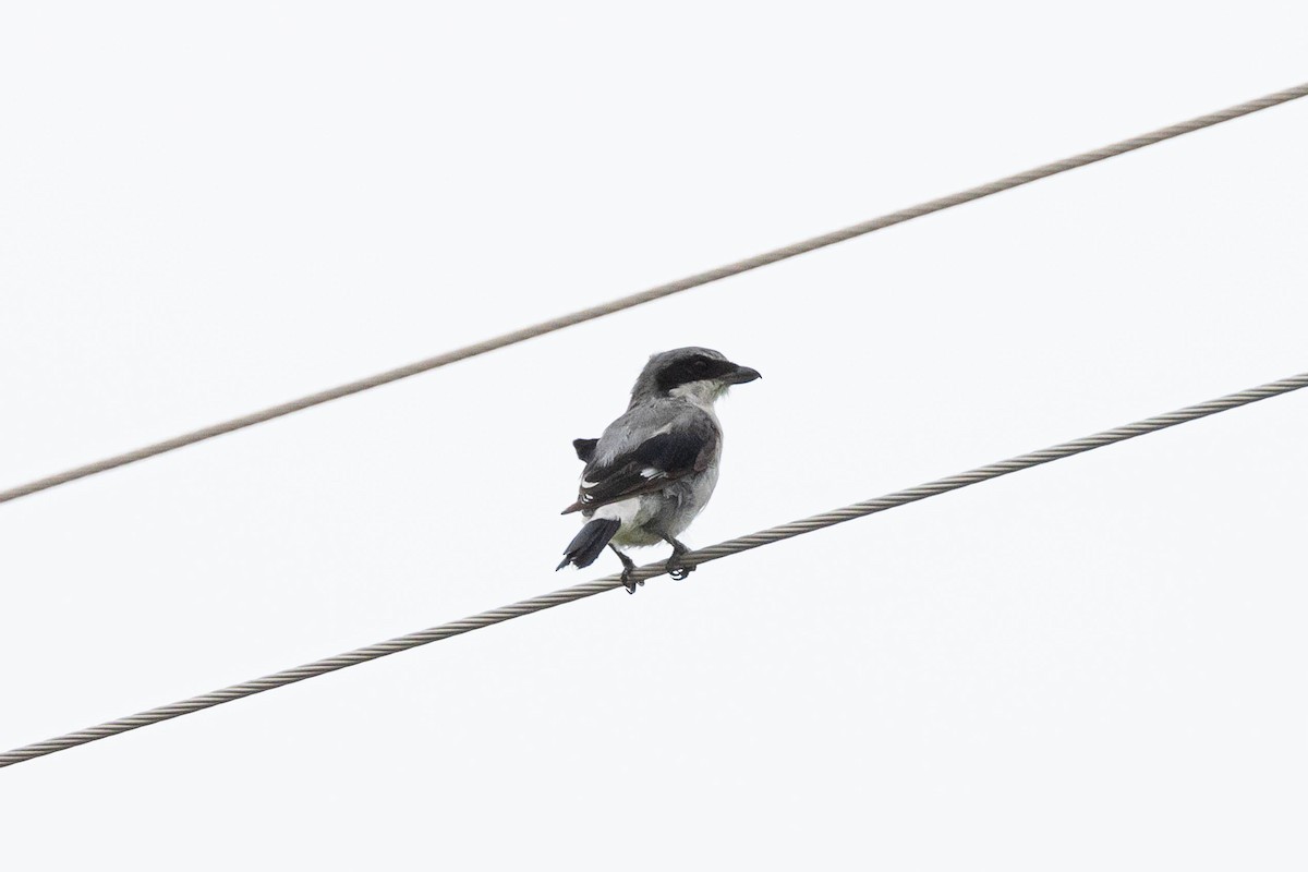 Loggerhead Shrike - ML474531191