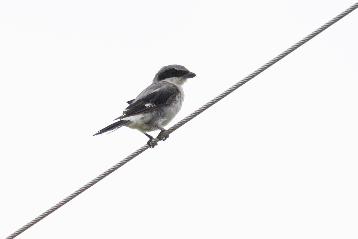 Loggerhead Shrike - ML474531201