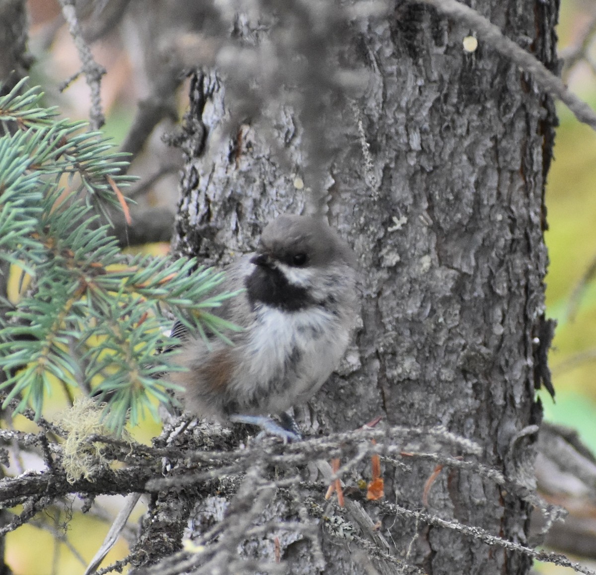 Boreal Chickadee - ML474531581