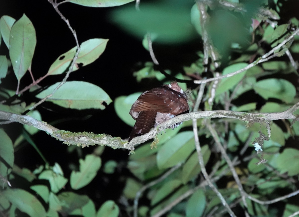 Starry Owlet-nightjar - ML474531801