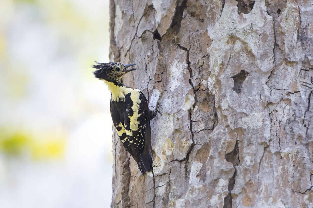 Black-and-buff Woodpecker - ML474533981