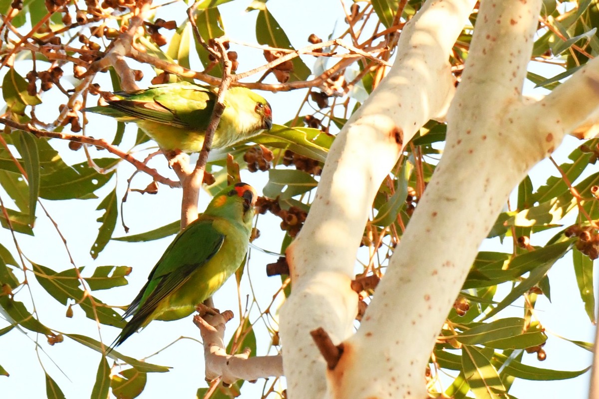 Purple-crowned Lorikeet - ML474534561