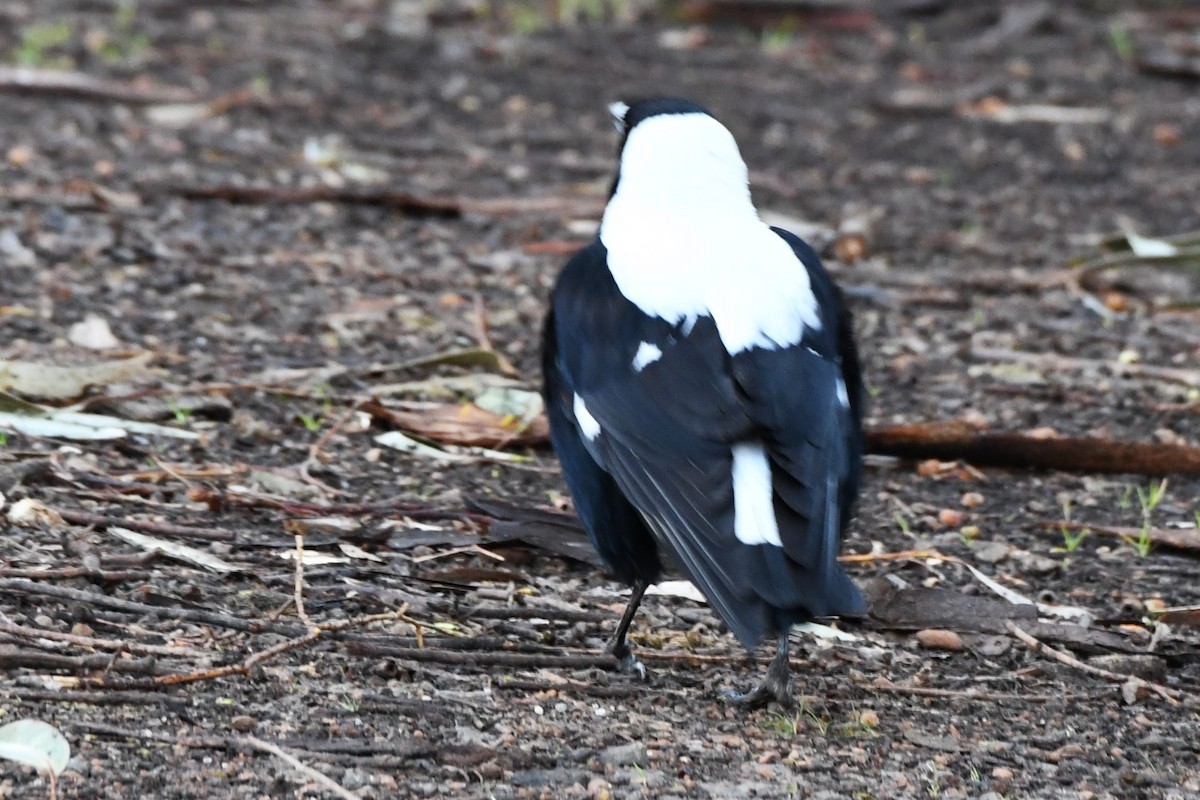 Australian Magpie (White-backed) - ML474534731