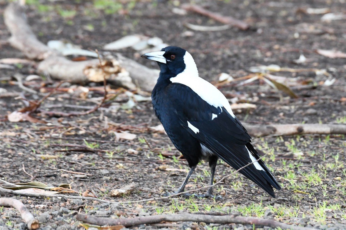 Australian Magpie (White-backed) - ML474534751