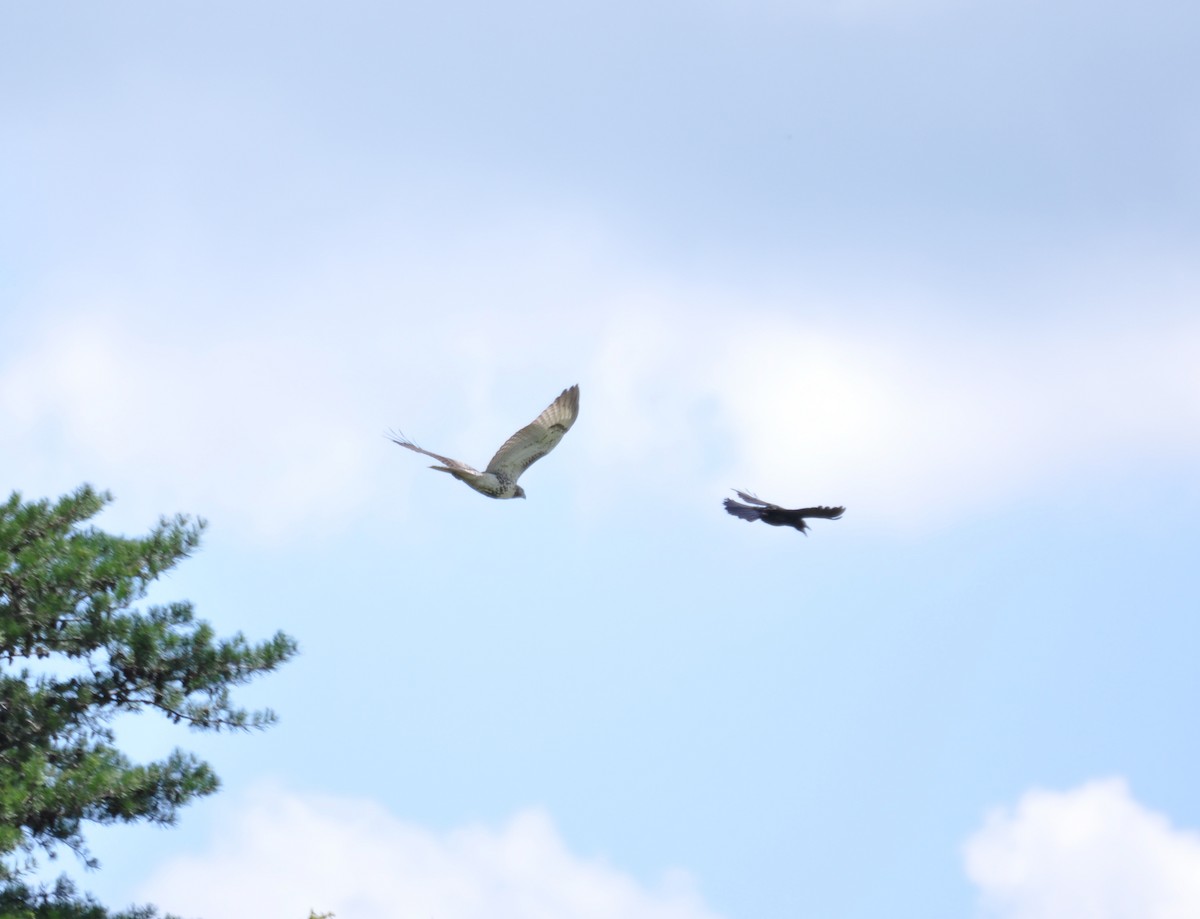 Red-tailed Hawk - ML474534941