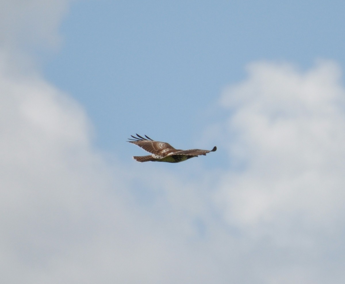 Red-tailed Hawk - ML474535171