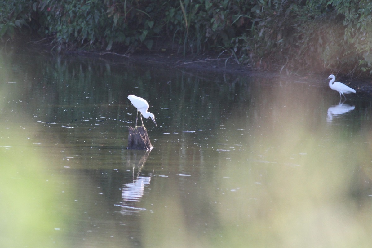 Snowy Egret - ML474535851