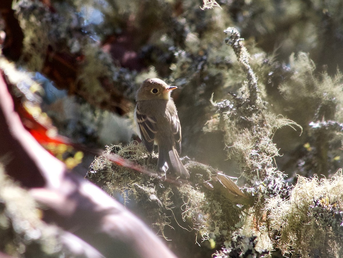 Western Flycatcher - ML474536381