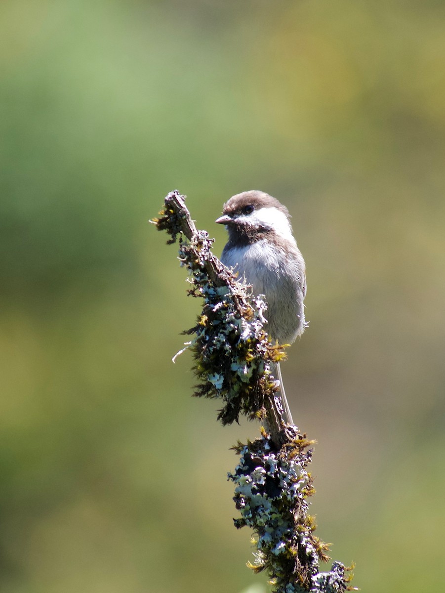 Mésange à dos marron - ML474536481